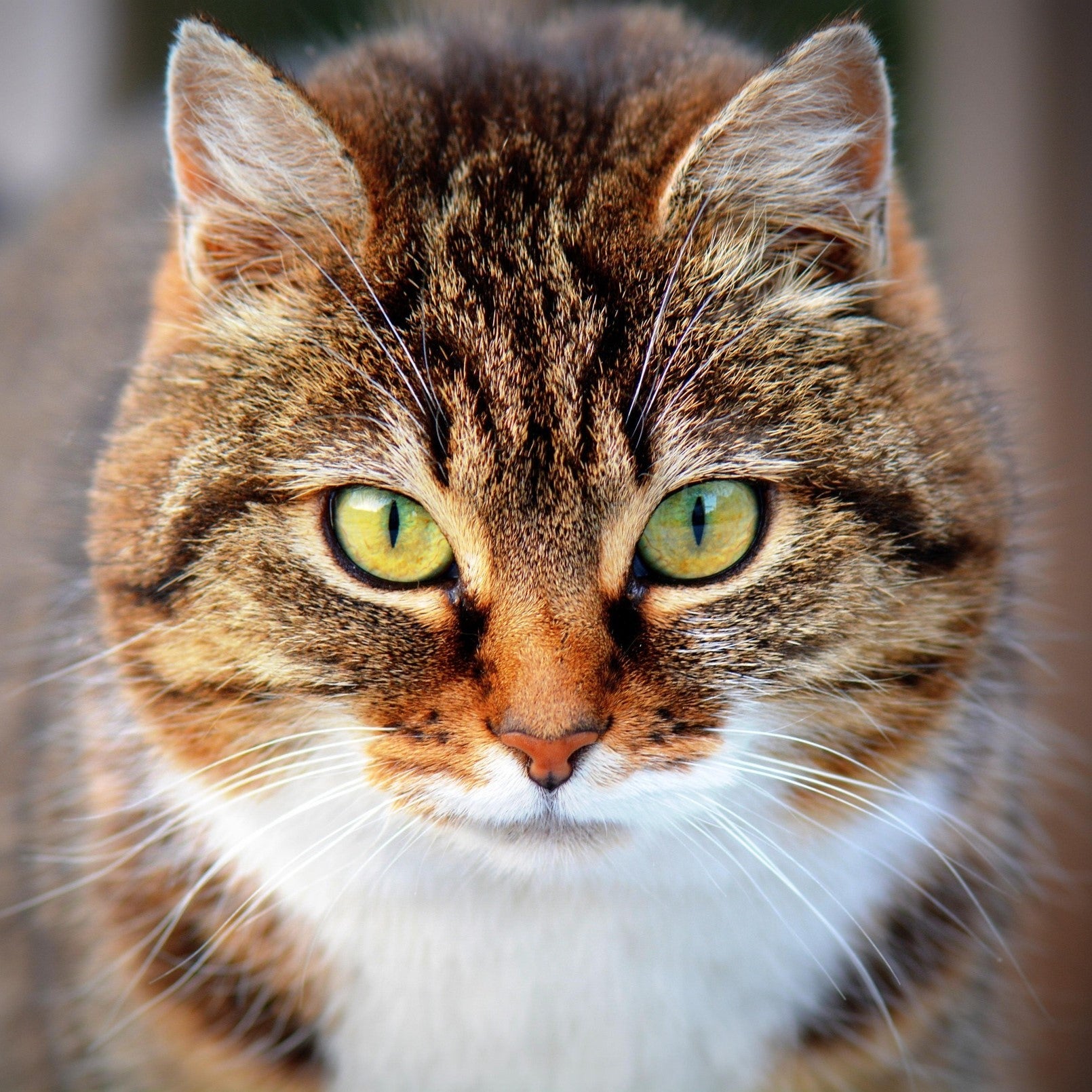 Katze